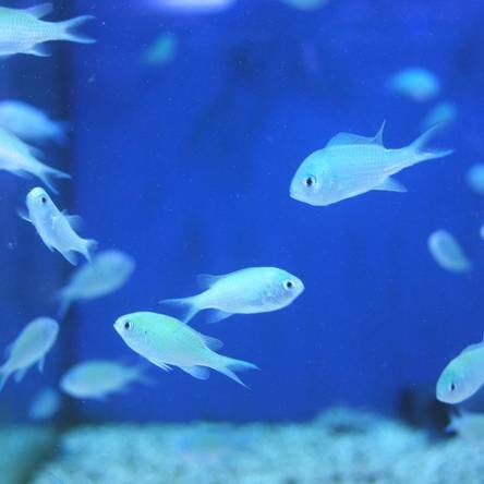 Chromis virdis rozmiar 4-5 cm