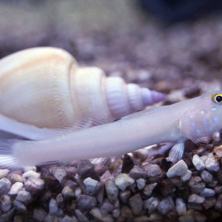 Valenciennea sexguttata rozmiar 6 cm
