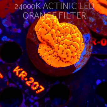Montipora danae ULTRA (21.06.2026) KR-207  4cm