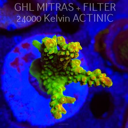  Acropora GOLD FEVER (20.02.2025) L4-I-38  5cm