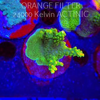  Acropora GOLD FEVER (21.06.2025) L4-I-38  6cm