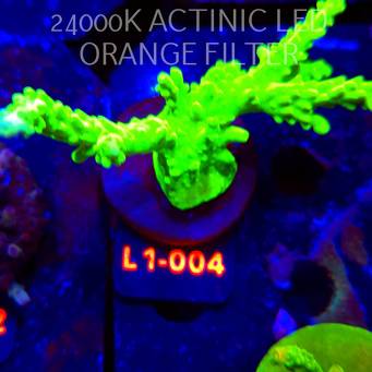 Acropora AUSTERA BANANA (16.03.2026) L1-004  10cm