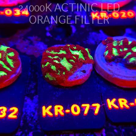 Goniastrea JASON FOX ACI FIRESTORM (10.10.2025) KR-077  3cm