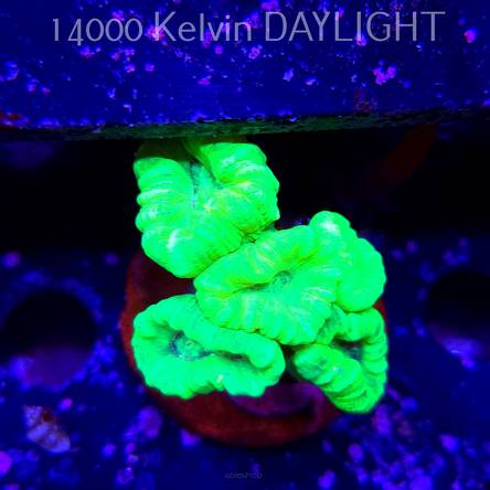 Caulastrea furcata (01.09.2025)  5P