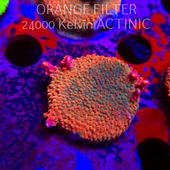 Acropora JMC RAINBOW PRINCESS Signature Frag (11.08.2025) MM6-I-9  4cm
