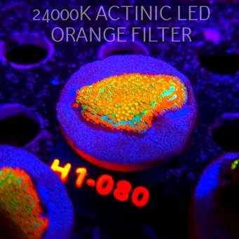 Montipora danae Jason Fox Fruity Pebbles (20.06.2026) H1-080  4cm