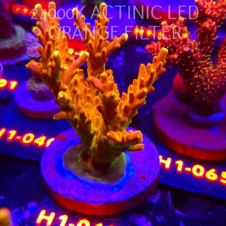 Acropora loripes GOLDEN JAWDROPPER (02.02.2026) H1-067  9cm