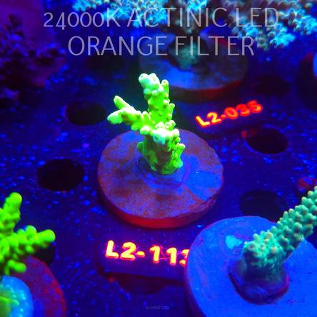 Acropora AUSTERA BANANA (14.11.2025) L2-113  5cm