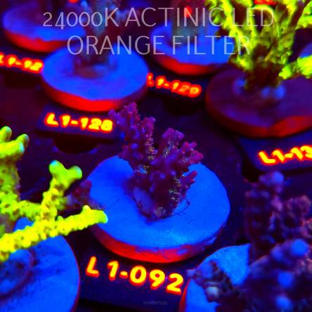 Acropora microclados CHEMICAL ROMANCE (02.08.2026) L1-092  3cm