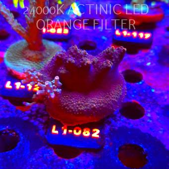 Acropora sp. AUSTRALIA  (16.03.2026) L1-082  6cm