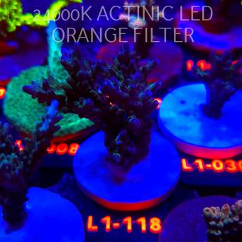 Acropora sp. AUSTRALIA (11.10.2025) L1-118  8cm