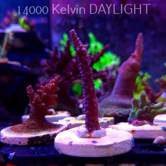 Acropora sp AUSTRALIA (20.03.2025) L1-I-34  7cm