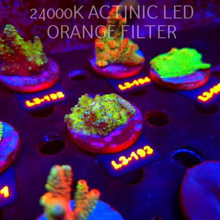 Acropora humilis URANIUM (11.09.2026) L3-193  4cm