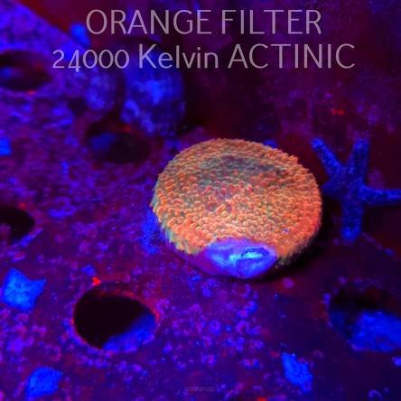 Acropora JMC RAINBOW PRINCESS Signature Frag (11.08.2025) MM6-I-40  3cm