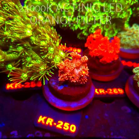 Goniopora ULTRA (21.09.2026) KR-250