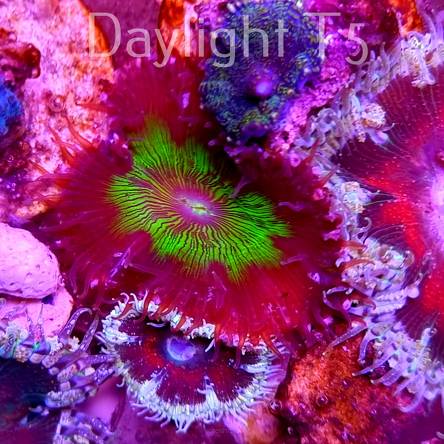 Phymanthus crucifer JMC Rock Flower Anemone (15.05.2023)