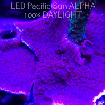 C.D. MONTIPORA CAPRICORNIS PURPLE  3-4cm