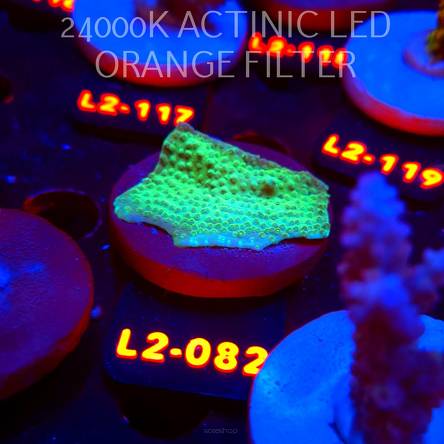 Acropora sp. PREMIUM AUSTRALIA (14.08.2026) L2-082  5cm