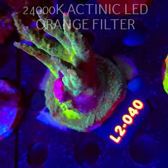 Acropora sp. AUSTRALIA (19.03.2026) L2-040  7cm