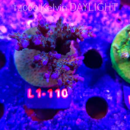 Acropora sp. AUSTRALIA  (16.03.2026) L1-110  7cm