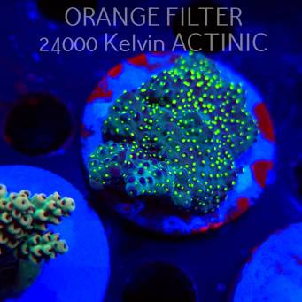 Acropora pinguis BLACK (20.03.2025) L1-I-8  5cm