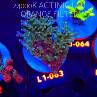 Acropora granulosa ULTRA (03.08.2026) L1-063  7cm