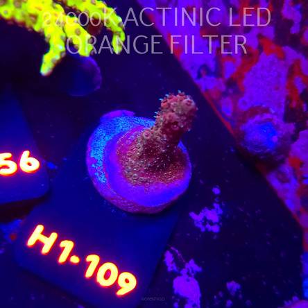 Acropora sp. (02.02.2026) H1-109  3cm