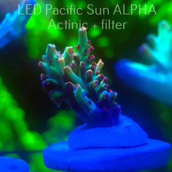   Acropora microclados JMC SIGNATURE STRAWBERRY SHORTCAKE PRIV (16.12.2024)  3cm