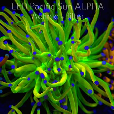  Euphyllia glabrescens REVERSE TIGER TORCH (22.03.2024)