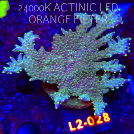 Acropora efflorescens TABLE ACRO (18.03.2026) L2-028  8cm