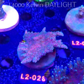 Acropora efflorescens TABLE ACRO (16.11.2025) L2-028  6cm