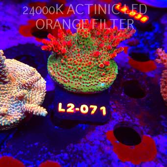 Acropora HYACINTHUS RED PLANET (17.03.2026) L2-071  6cm