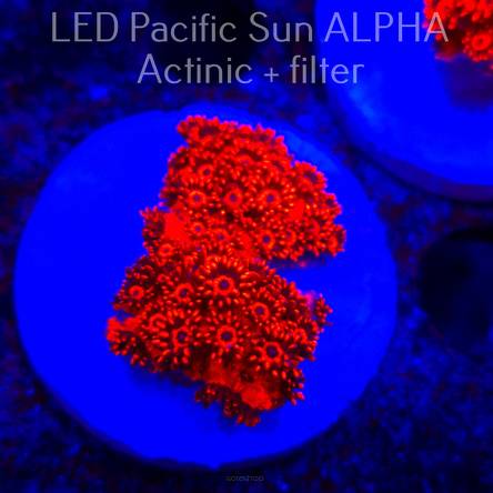 Goniopora SUPER RED BLUE EYE (02.12.2024)