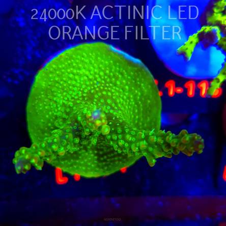 Acropora RR RAINBOW LOOM (09.10.2025) L1-094  8cm