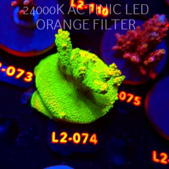 Acropora RR RAINBOW LOOM (14.08.2026) L2-074  6cm