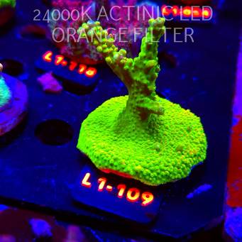 Acropora RR RAINBOW LOOM (14.03.2026) L1-109  7cm