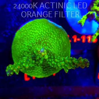 Acropora RR RAINBOW LOOM (09.10.2025) L1-094  8cm