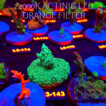 Acropora sp. PREMIUM AUSTRALIA (11.09.2026) L3-143  5cm