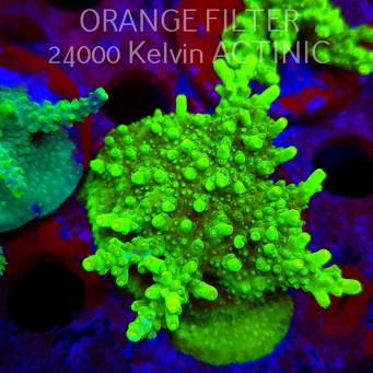 Acropora WWC Castells Banana (11.08.2025) MM6-III-27  6cm