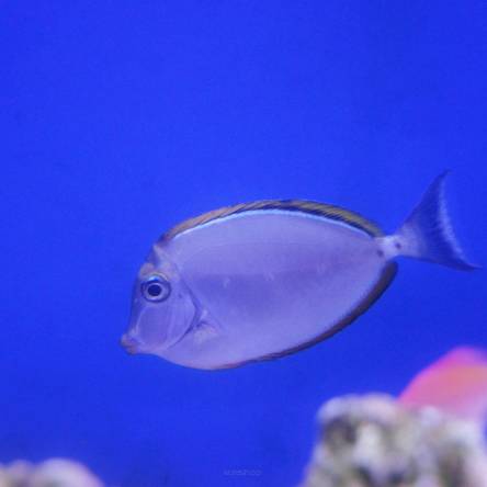 Naso lituratus 7-8 cm