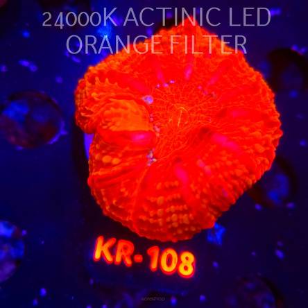 Cynarina Lacrymalis ULTRA RED Australia (13.02.2026) KR-108  6cm