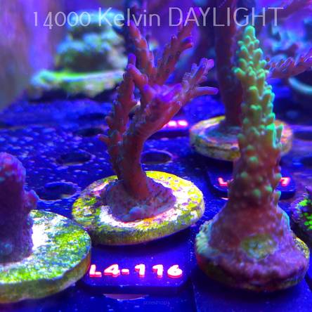 Acropora sp. AUSTRALIA (06.01.2026) L4-116  9cm