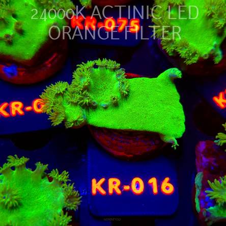 Turbinaria peltata TOXIC GREEN (07.12.2025) KR-016  5cm