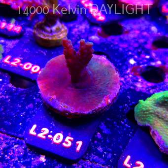 Acropora sp. AUSTRALIA (18.03.2026) L2-051  5cm