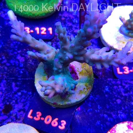 Acropora sp. AUSTRALIA (04.01.2026) L3-063  10cm