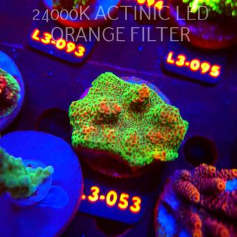 Acropora HYACINTHUS RED PLANET (11.09.2026) L3-053  5cm