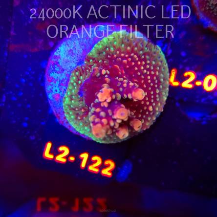 Acropora sp. AUSTRALIA (18.03.2026) L2-122  5cm