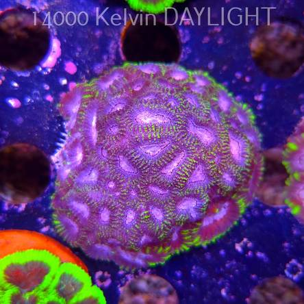 Favia WWC SPACE MONKEY (23.11.2025)  7cm