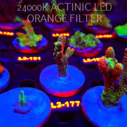 Acropora MILLEPORA RED/YELLOW MORPH (11.09.2026) L3-177  5cm