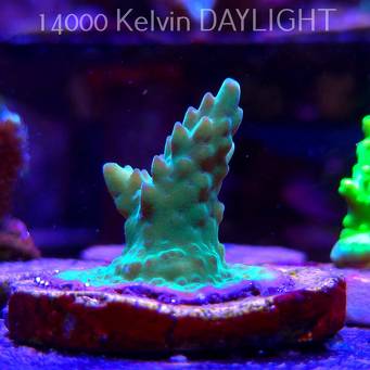 Acropora sp. AUSTRALIA (21.06.2025) L4-I-10  4cm
